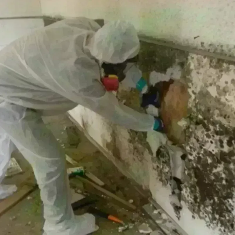 Mold Remediation and Removal in Chickasaw County, MS